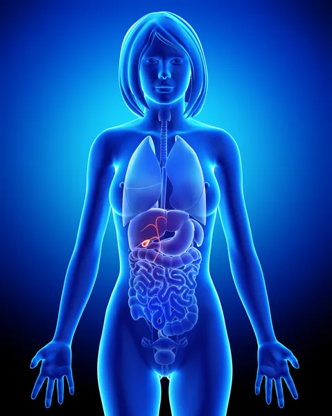 Součástí ženské biliární anatomie v modré x-ray — Stock fotografie