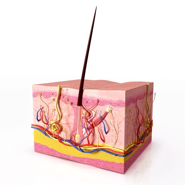 Anatomie des folicules capillaires — Photo