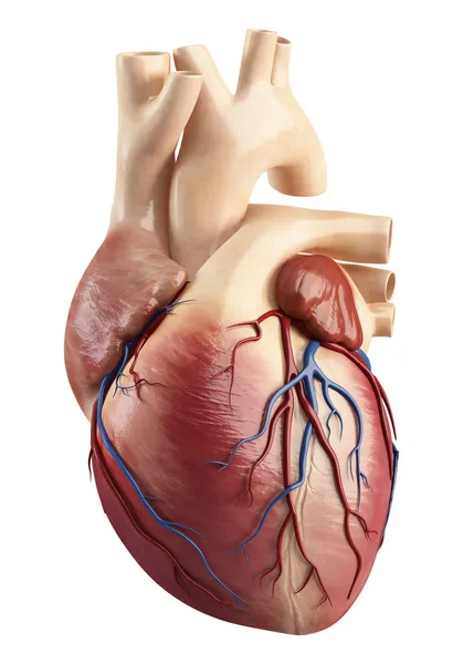 Unterschiedliche Sicht der Herz-Anatomie — Stockfoto