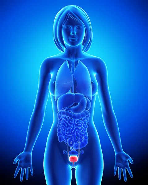 Part of bladder anatomy in blue x-ray loop — Stock Image Part of bladder anatomy in blue x-ray loop Stock Image