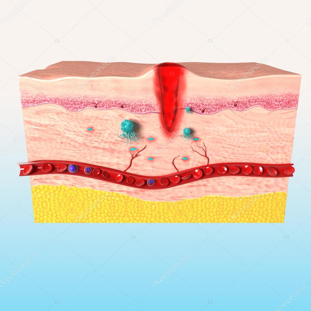 3d rendered illustration of front side of tissue repair of human skin