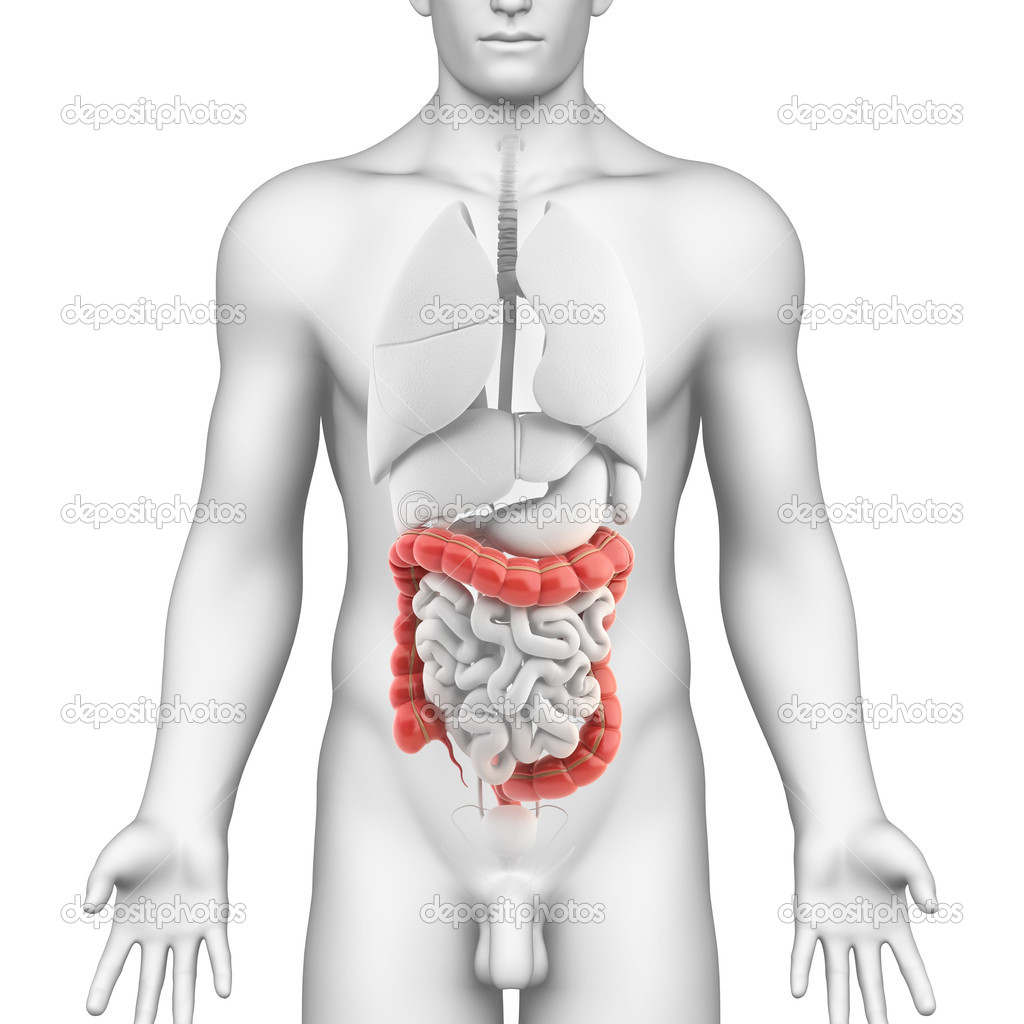 Colon anatomy of male digestive system