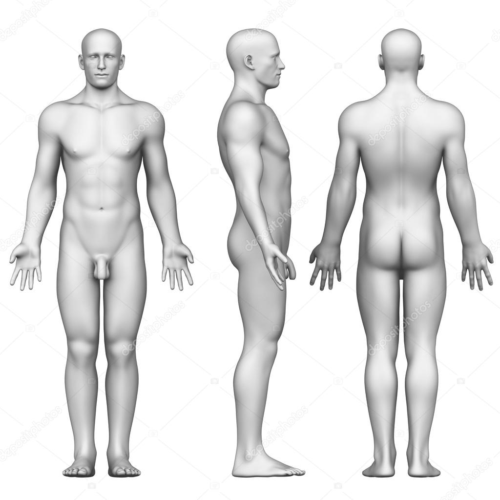 Male figure in anatomical position posterior,front, side view