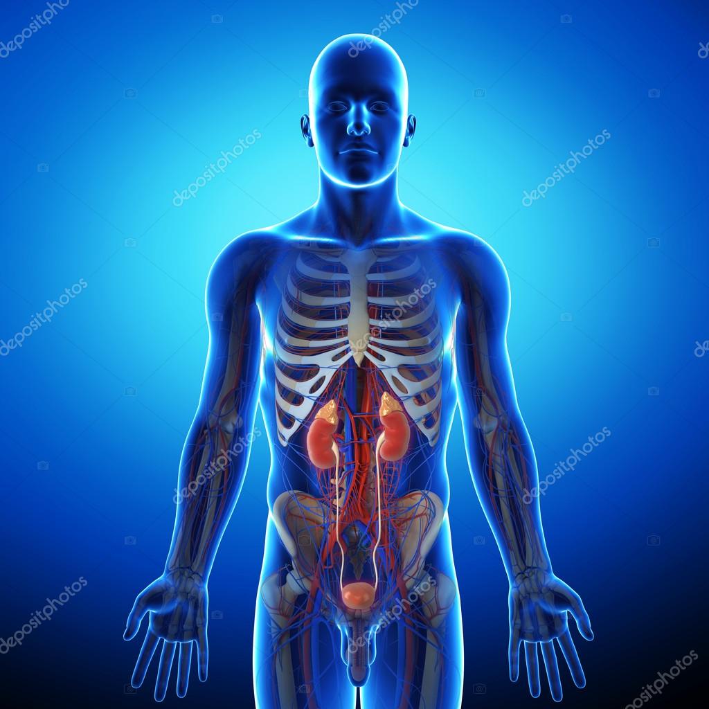 3d rendered illustration of anatomy of kidney cross section