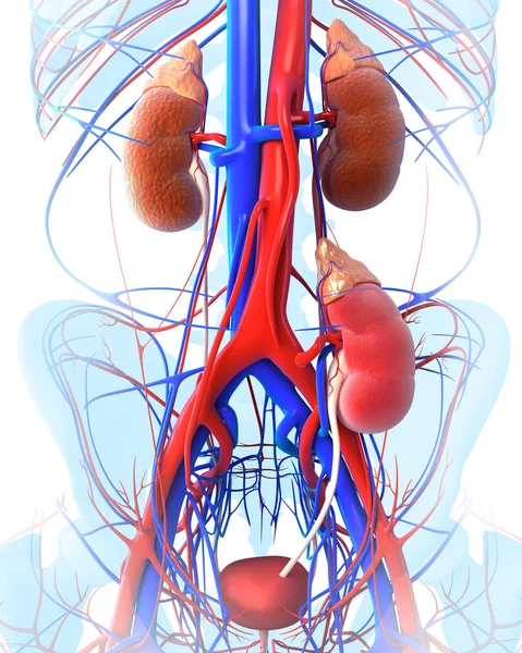 Anatomia do transplante renal — Fotografia de Stock