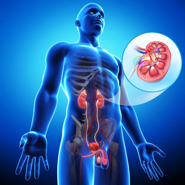 Anatomia da pedra renal — Fotografia de Stock