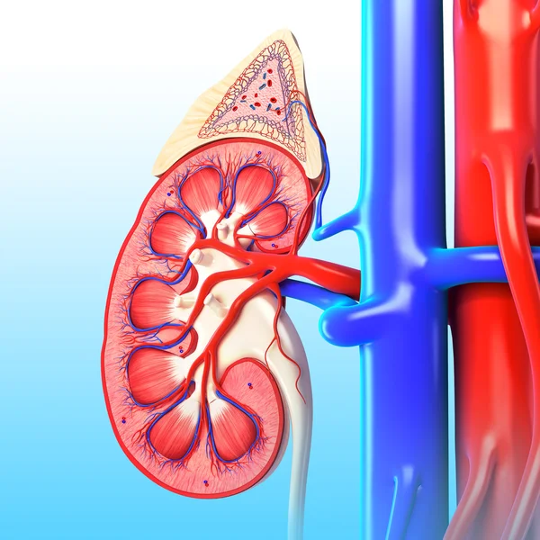 Human kidney cross section — Stock Photo, Image