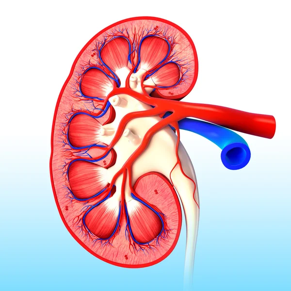 Human kidney cross section — Stock Photo, Image