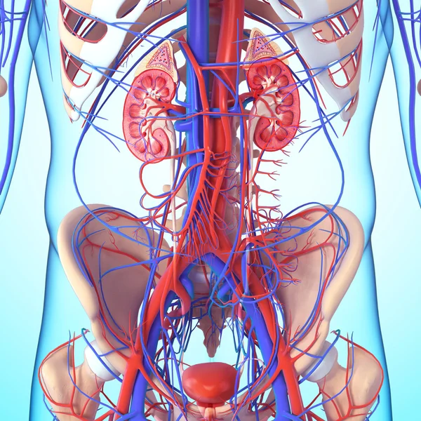 Anatomía de la sección transversal del riñón — Foto de Stock