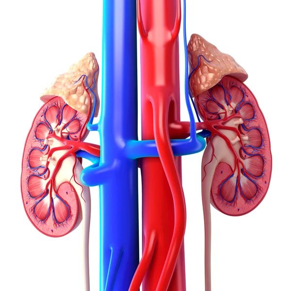 Human kidney cross section — Stock Photo, Image