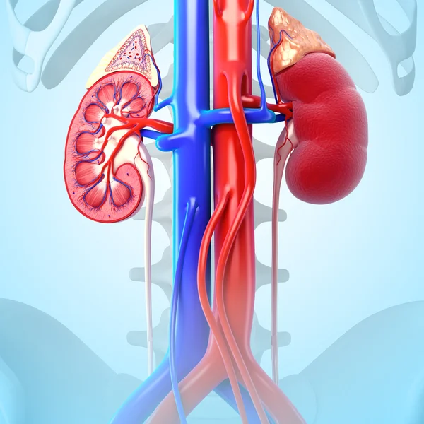 Human kidney cross section — Stock Photo, Image