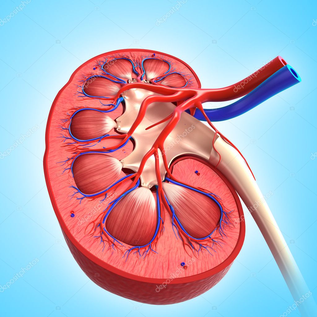 3d art illustration of human kidney cross section