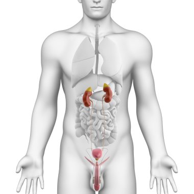 böbrek anatomisi kesiti