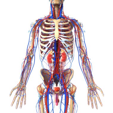 böbrek anatomisi kesiti