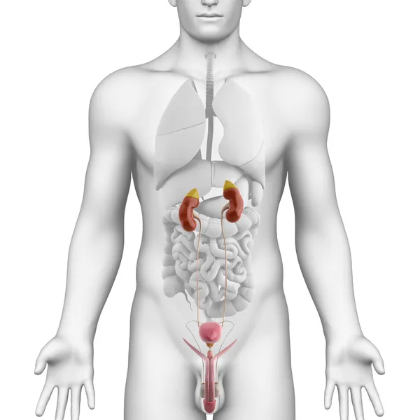 Böbrek anatomisi kesiti — Stok fotoğraf