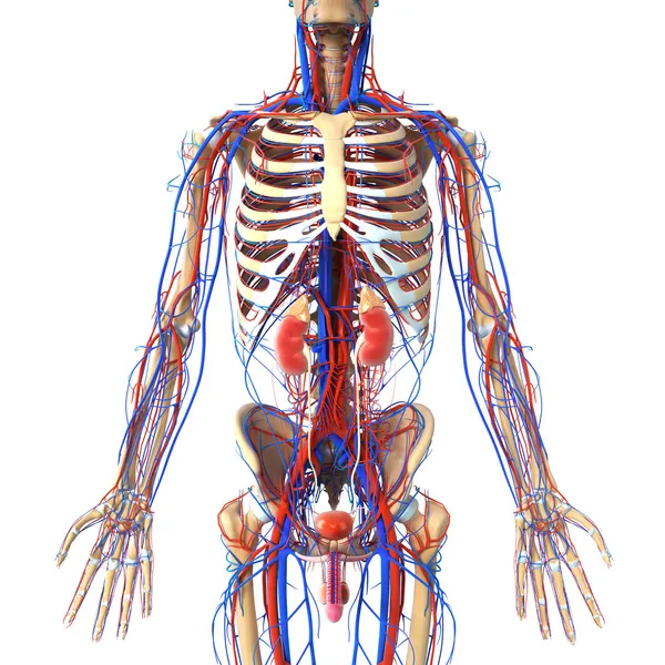 Anatomy of kidney cross section — Stock Photo, Image