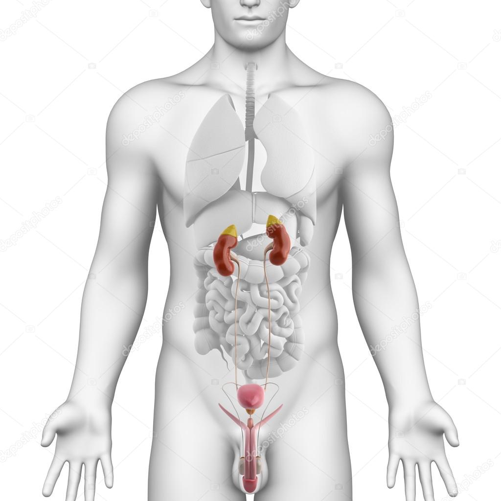 3d rendered illustration of anatomy of kidney cross section