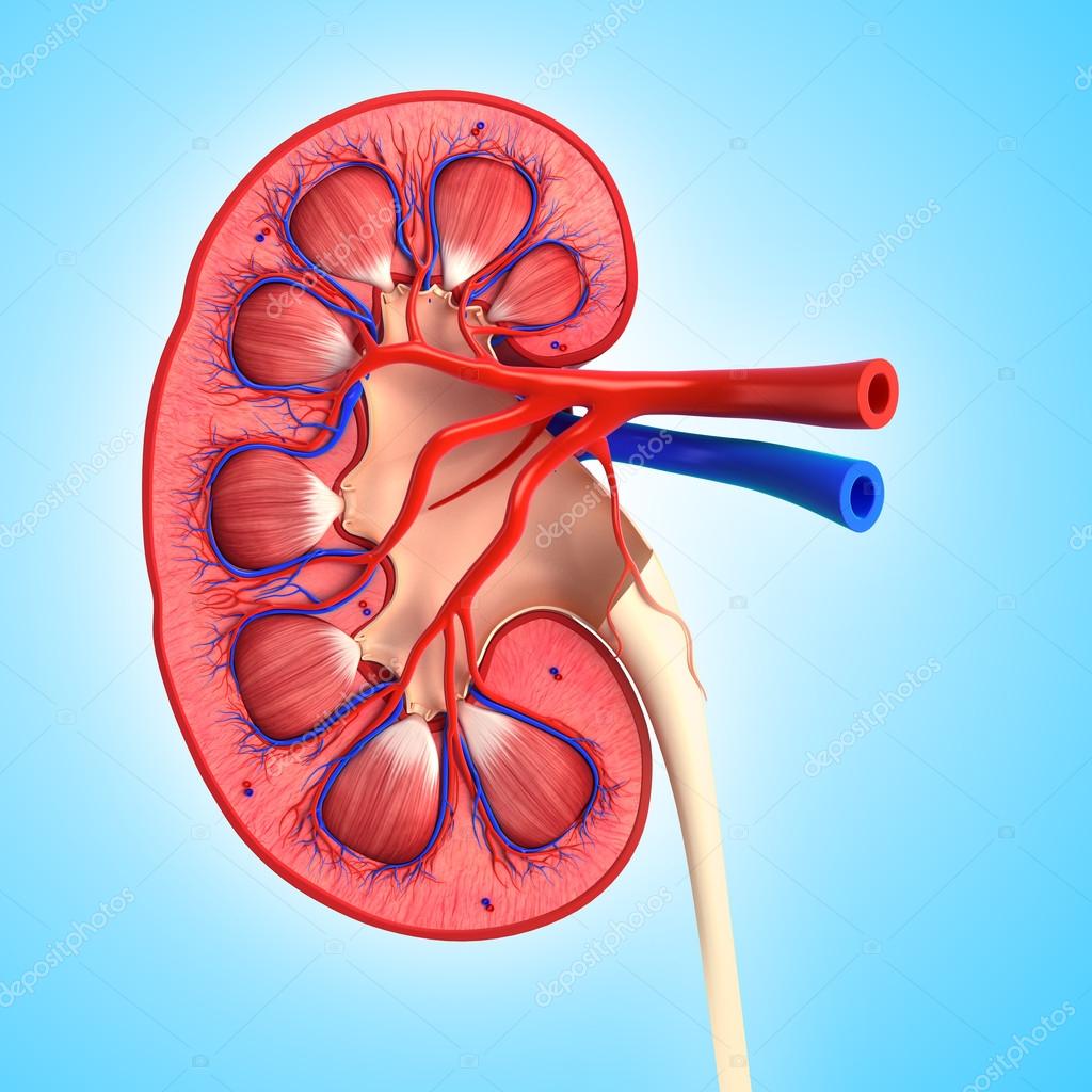 3d art illustration of human kidney cross section