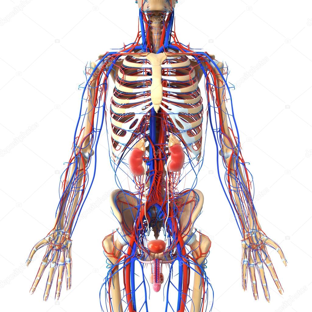 Anatomy of kidney cross section