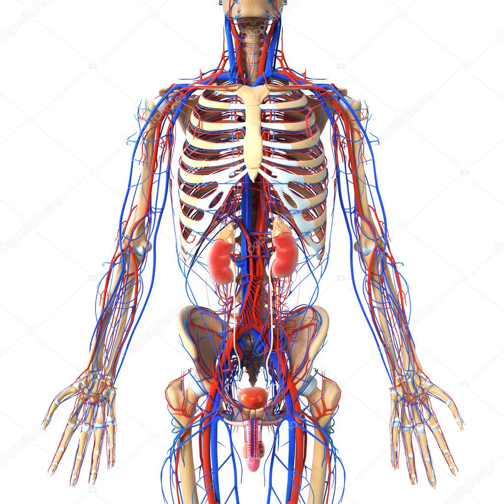 3d rendered illustration of anatomy of kidney cross section