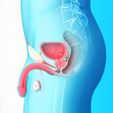 Erkek üreme sistemi ve penis anatomi çizimi