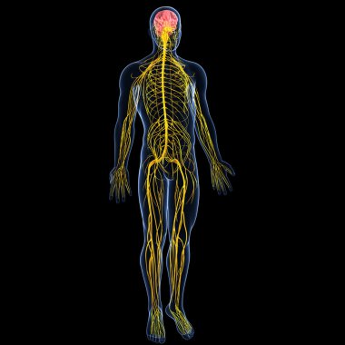 view of male nervous system clipart