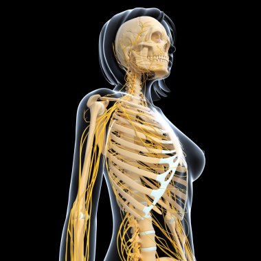 sinir sisteminin sanat illüstrasyon