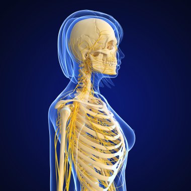 sinir sisteminin sanat illüstrasyon