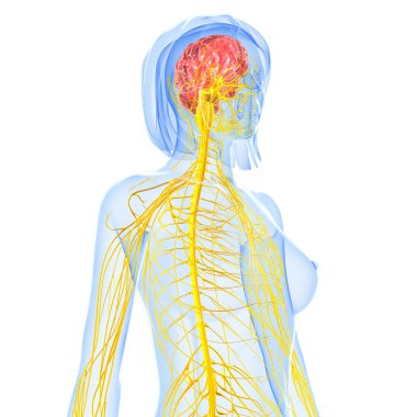 sinir sisteminin sanat illüstrasyon