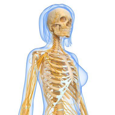 sinir sisteminin sanat illüstrasyon