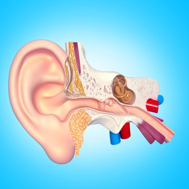 izole üzerinde beyaz arka plan ile kulak