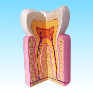 Anatomi dişlerin 3D çizimi
