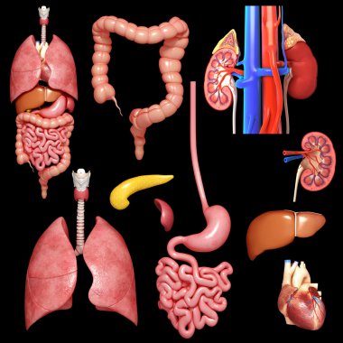 iç organların anatomisi