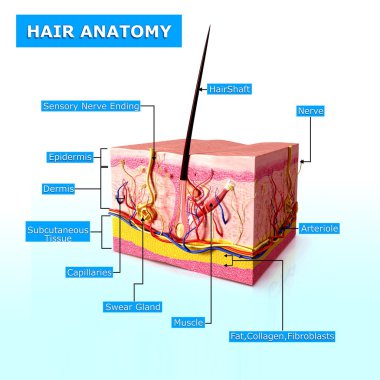 örnek adları ile saç anatomisi
