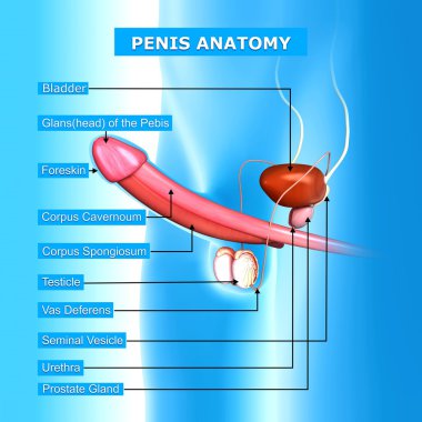 örnek adları ile erkek üreme sisteminin