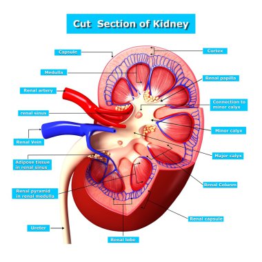 Anatomy of kidney cut section clipart