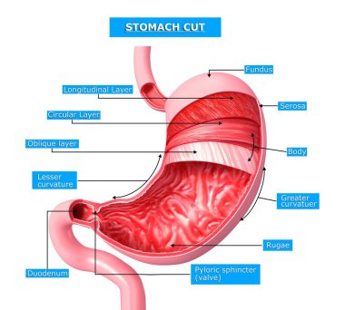 stomach cut section clipart