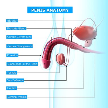 İsimli erkek üreme sistemi