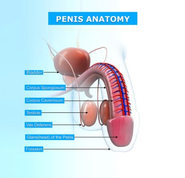İsimli erkek üreme sistemi