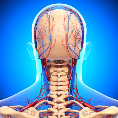 arkadan görünüşü dolaşım ve sinir sistemi kafasının arka görünüm