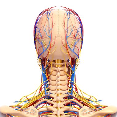 arkadan görünüşü dolaşım ve sinir sistemi kafasının arka görünüm