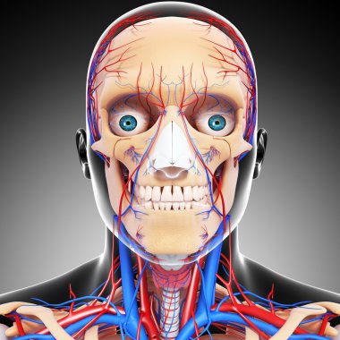 gözler, boğaz, dişler ve dolaşım sistemi sinir kafa ile izole