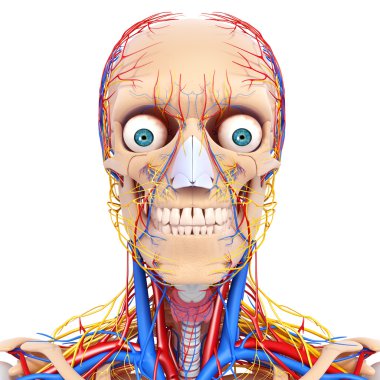 gergin baş dolaşım sistemi izole
