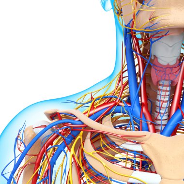 Boğaz dolaşım sistemi izole yarısını önden görünümü