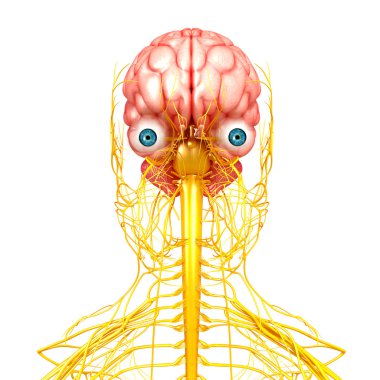 Vooraanzicht van zenuwstelsel met hersenen