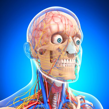 sinir sistemi ile erkek iskeletin ön görünüm
