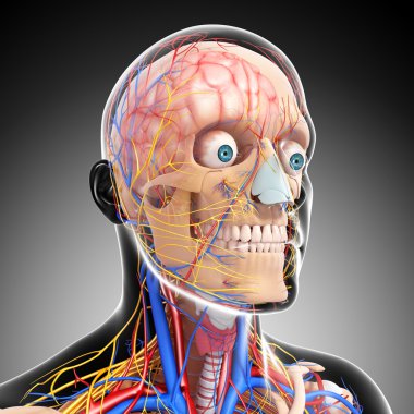 sinir sistemi ile erkek iskeletin ön görünüm