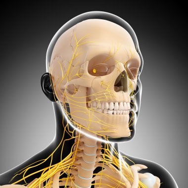 sinir sistemi ile erkek iskeletin ön görünüm
