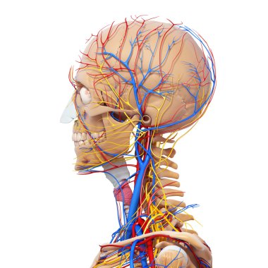 baş dolaşım sistemi ile gözler, boğaz, diş yan görünüm