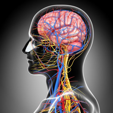 side view of circulatory and nervous system with, eyes, throat, teeth isolated in gray clipart
